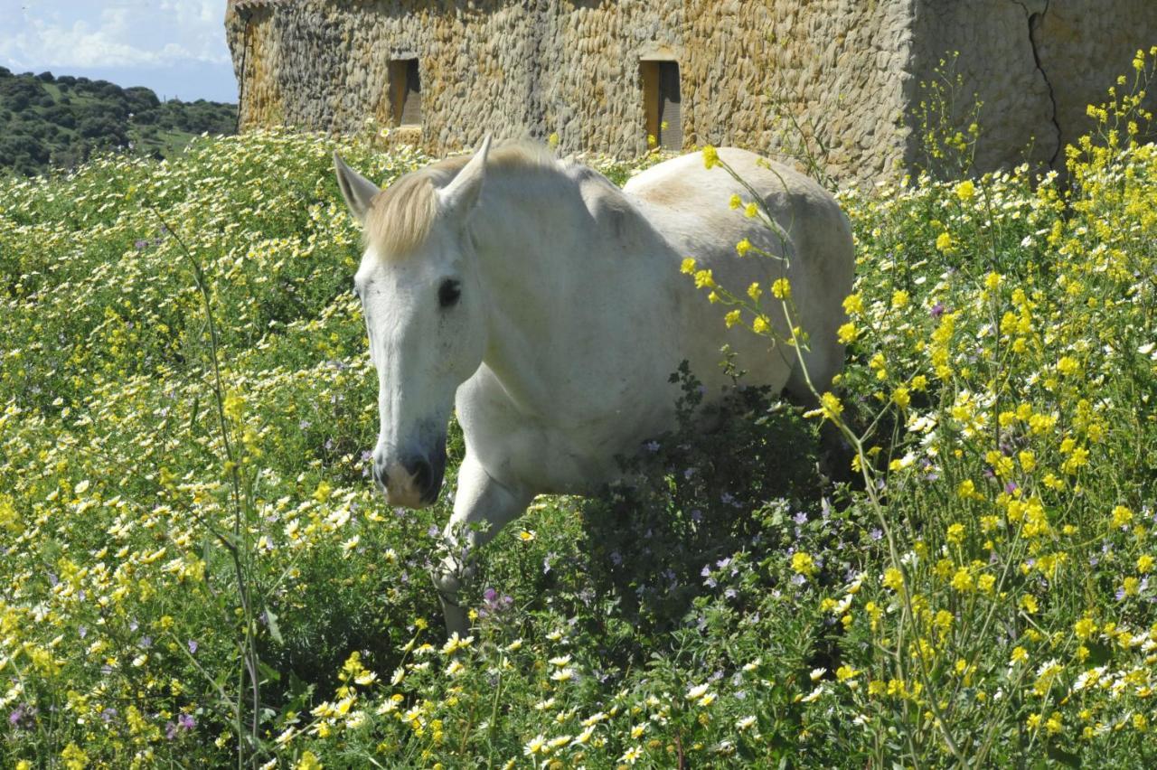 Finca La Cantarera Tarifa Zewnętrze zdjęcie