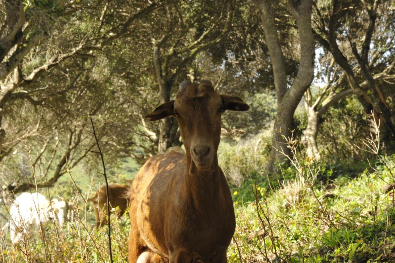 Finca La Cantarera Tarifa Zewnętrze zdjęcie